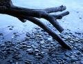 <br>Subject title: Tree Limb<br/>Status: Available<br>