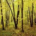 <br>Subject title: Autumn Maple Forest<br/>Status: Available<br>